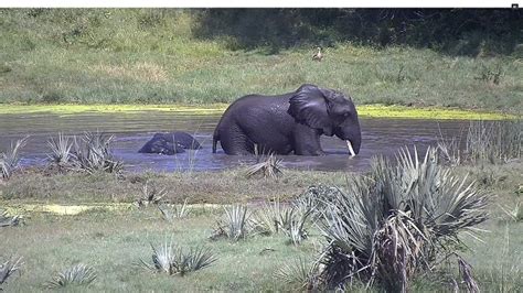 tembe elephant park webcam|Live Stream & Video Highlights 